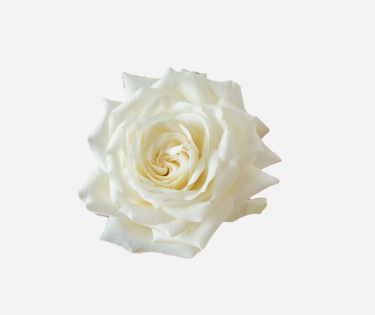 Garden Roses