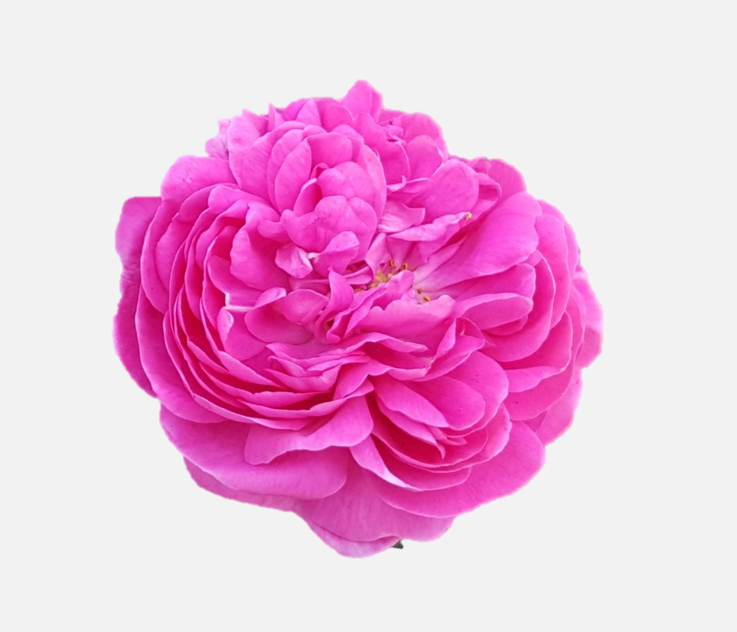 Garden Roses