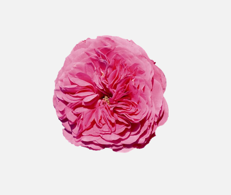 Garden Roses