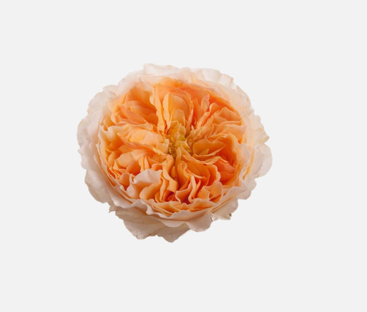 Garden Roses