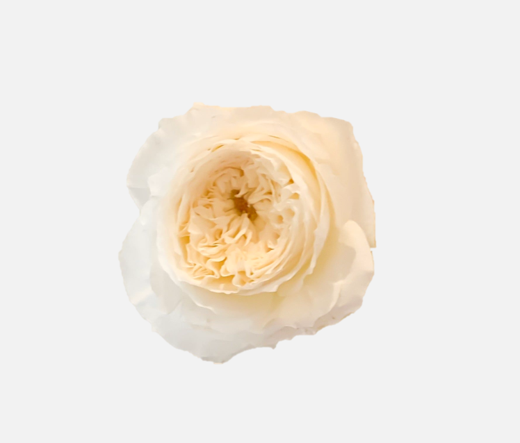 Garden Roses