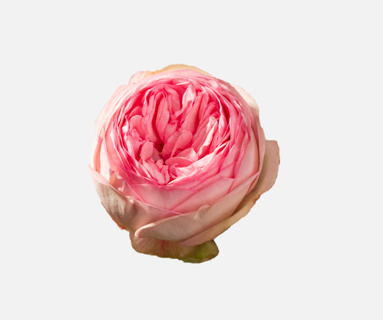 Garden Roses