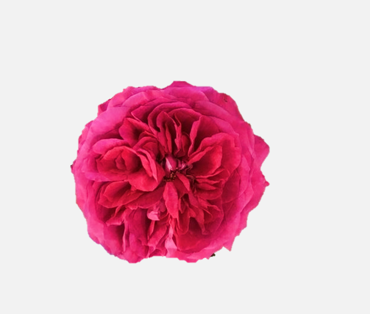 Garden Roses