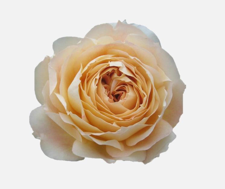 Garden Roses