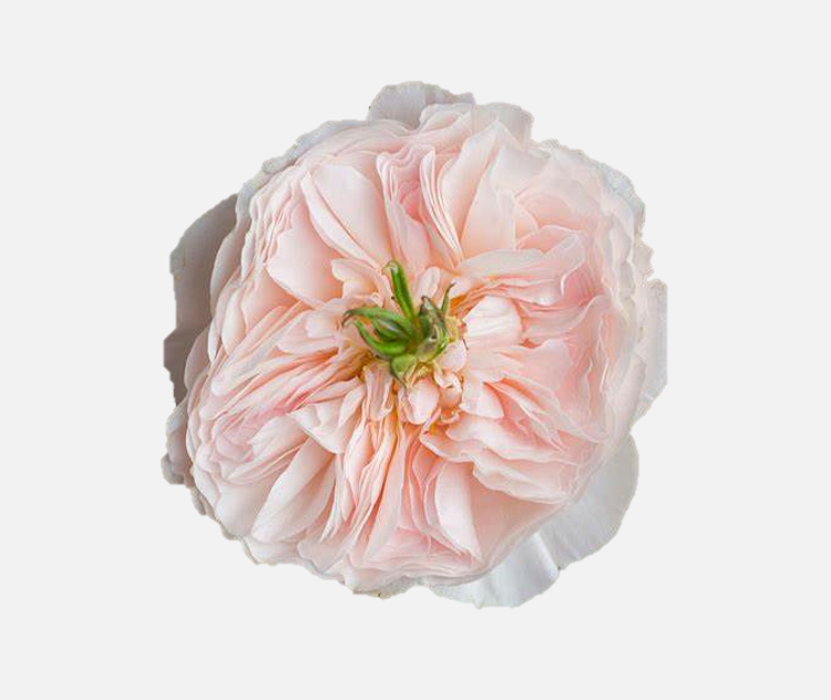 Garden Roses