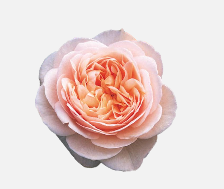 Garden Roses