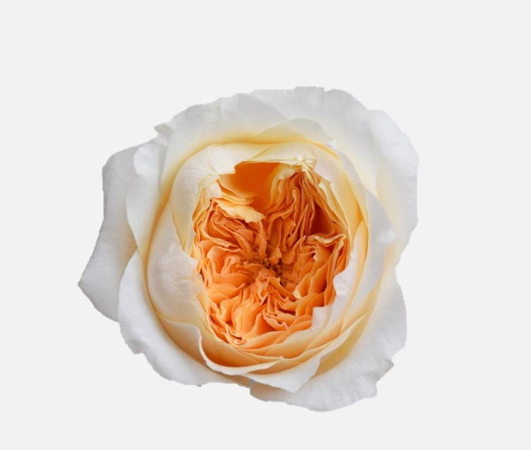 Garden Roses