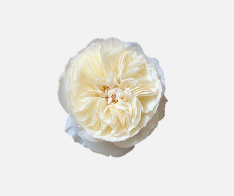 Garden Roses