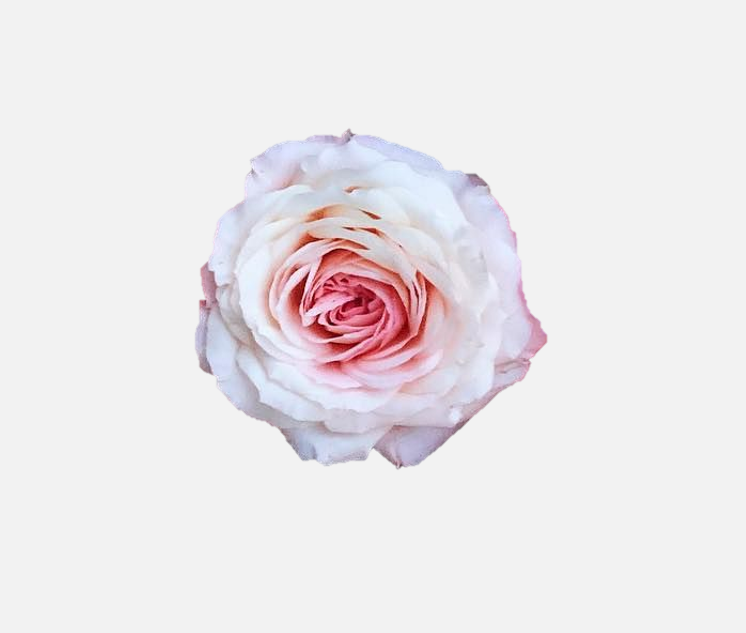 Garden Roses