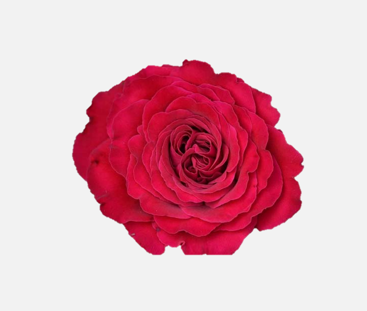 Garden Roses