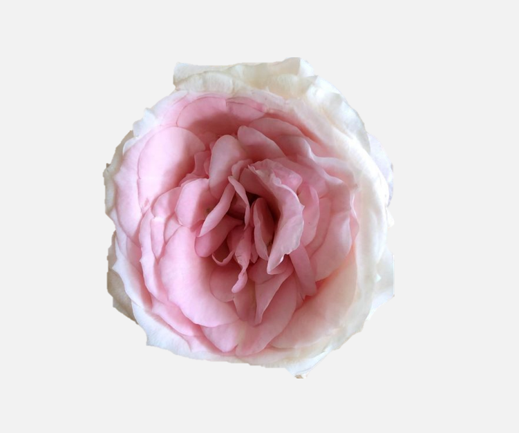 Garden Roses