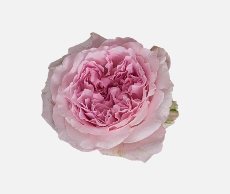 Garden Roses