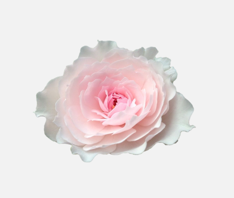 Garden Roses