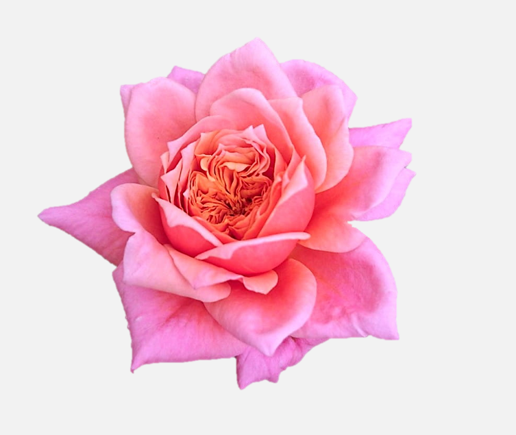 Garden Roses