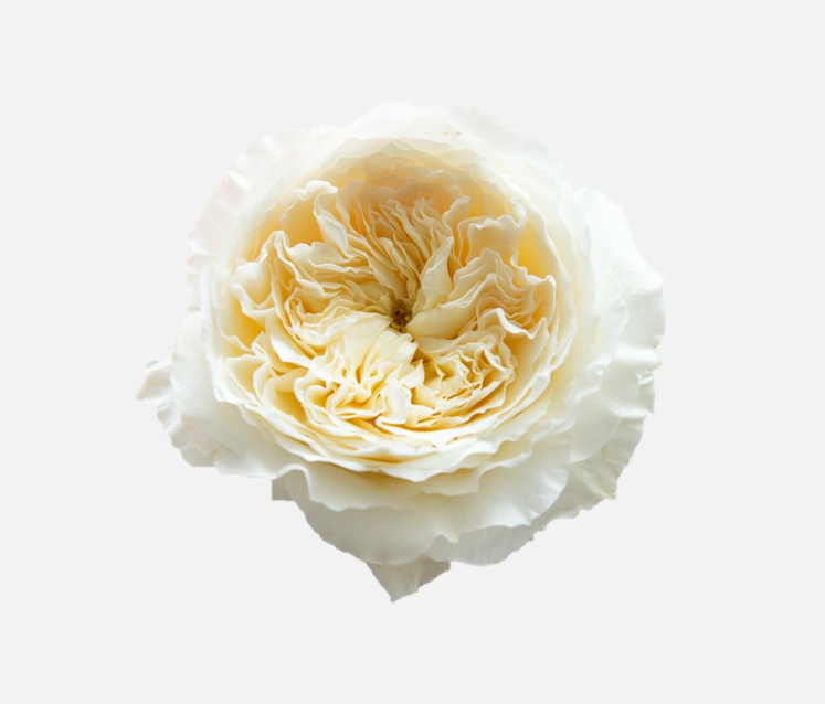 Garden Roses