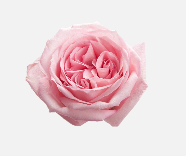 Garden Roses