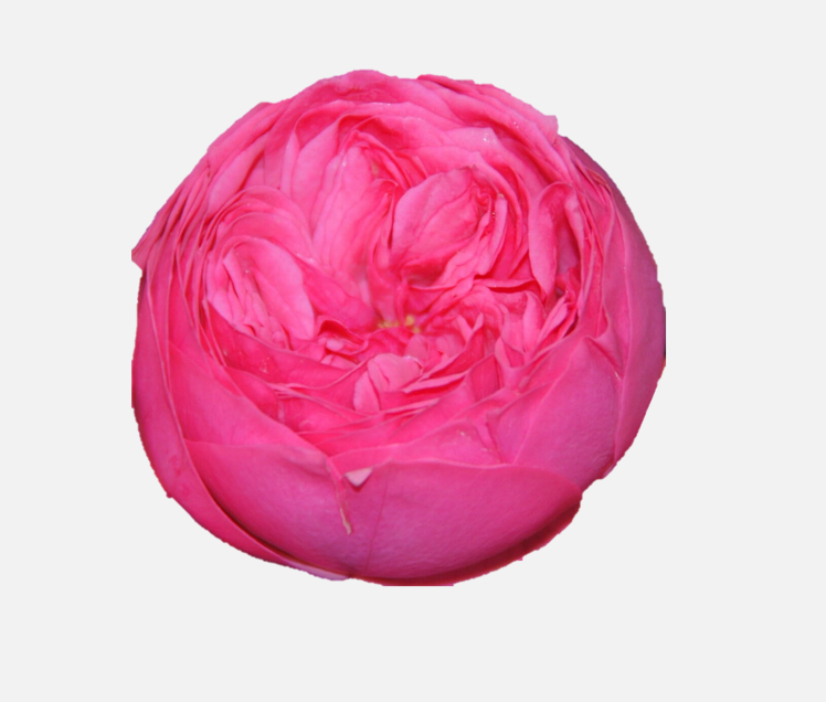 Garden Roses