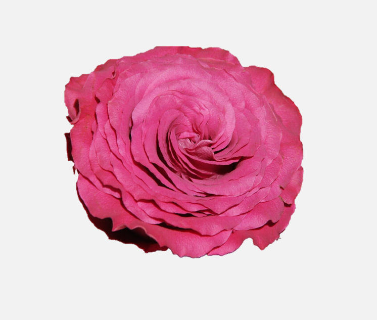 Garden Roses