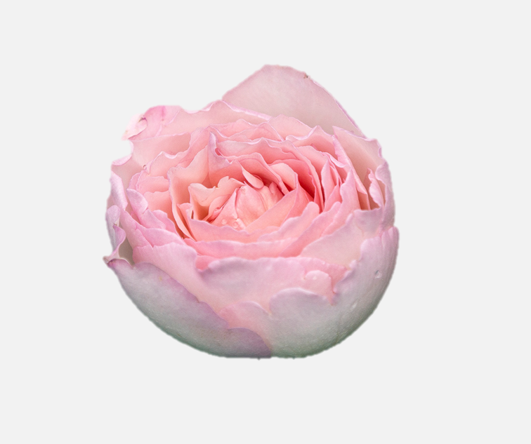 Garden Roses