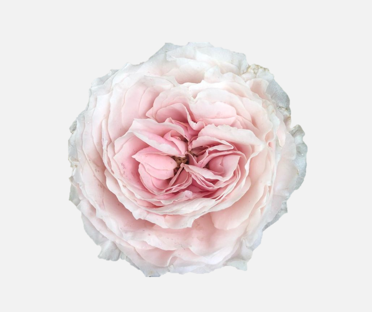 Garden Roses