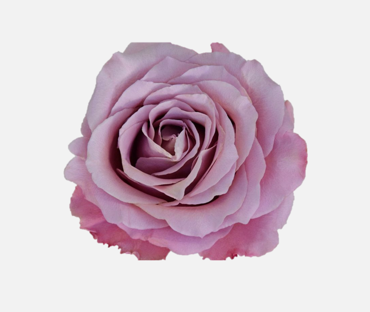 Garden Roses