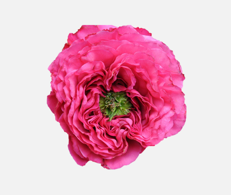 Garden Roses