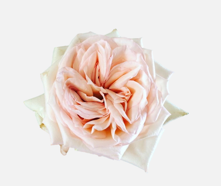 Garden Roses