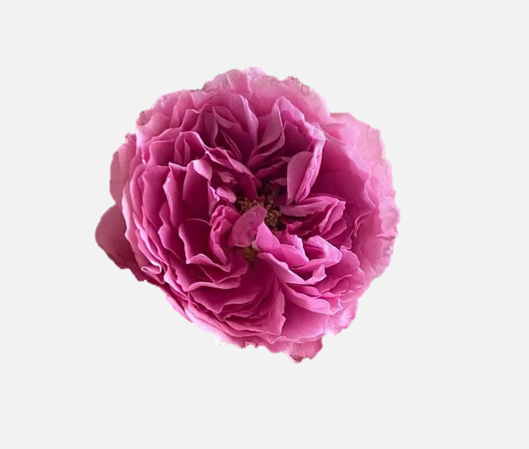 Garden Roses