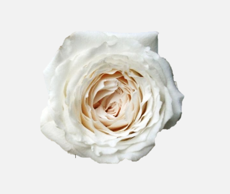 Garden Roses