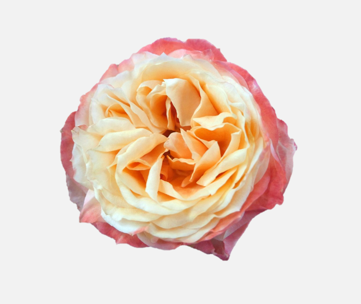 Garden Roses