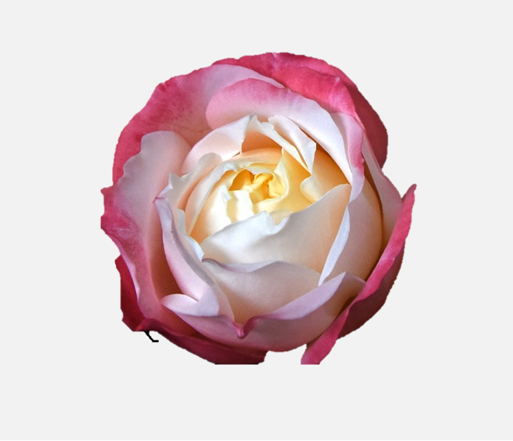 Garden Roses