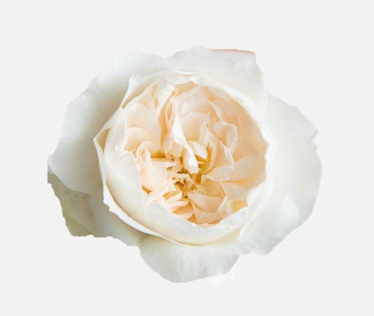 Garden Roses