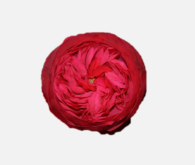 Garden Roses
