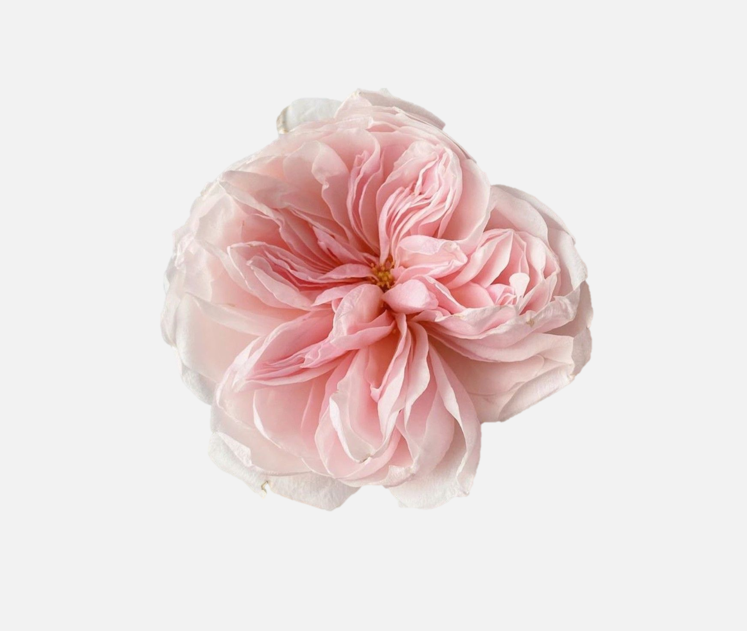 Garden Roses