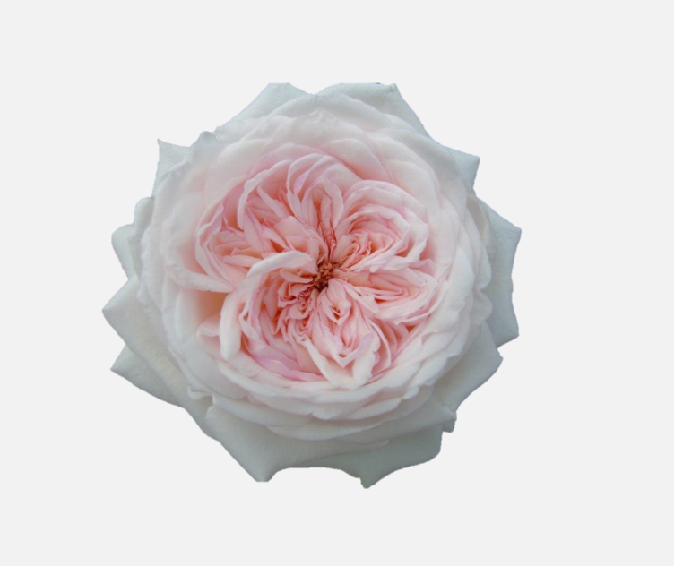 Garden Roses