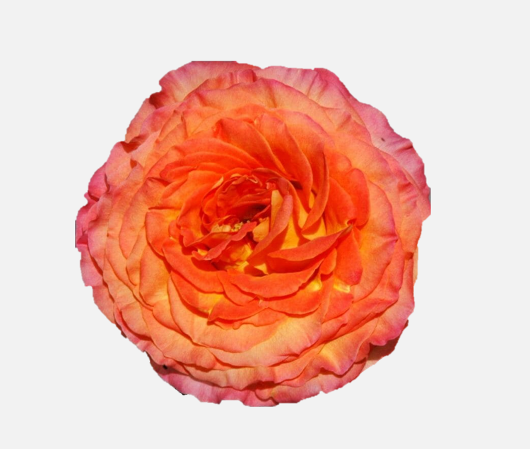 Garden Roses