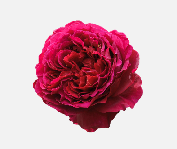 Garden Roses