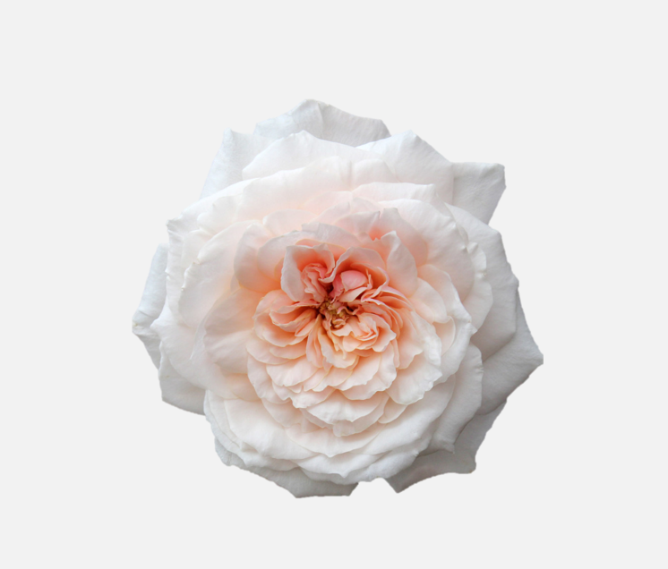 Garden Roses