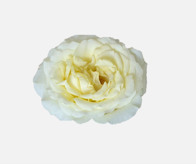 Garden Roses