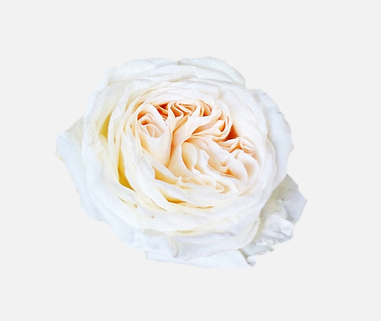 Garden Roses