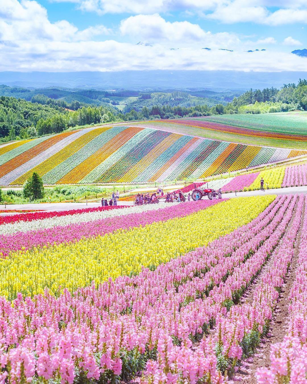 Discover the Best Flower Festival in America