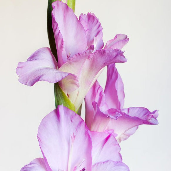 Gladiolus