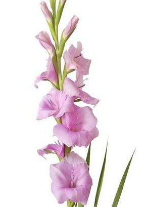 Gladiolus