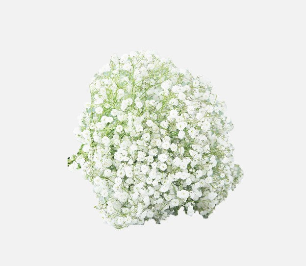 Baby Breath Flowers White