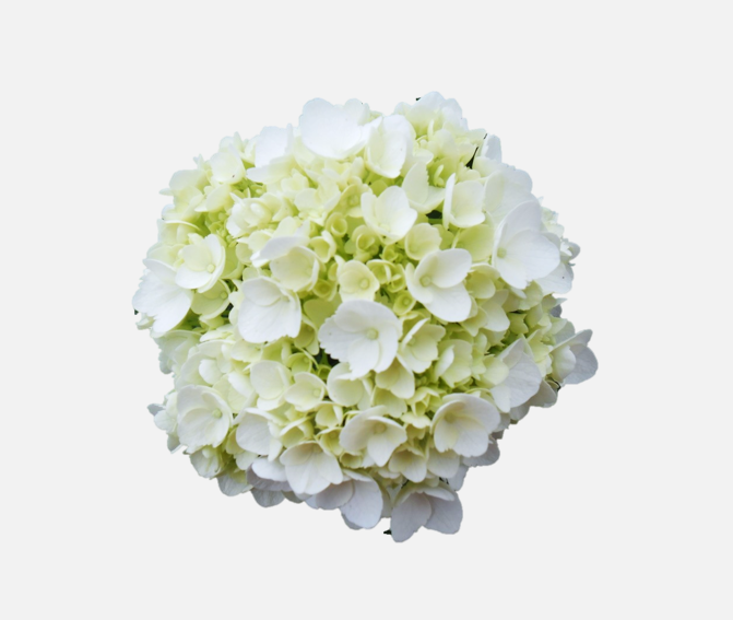 Hydrangea