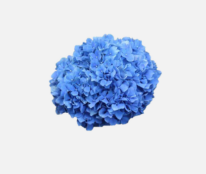 Hydrangea