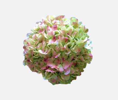 Hydrangea