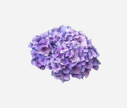 Hydrangea