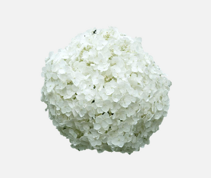 Hydrangea