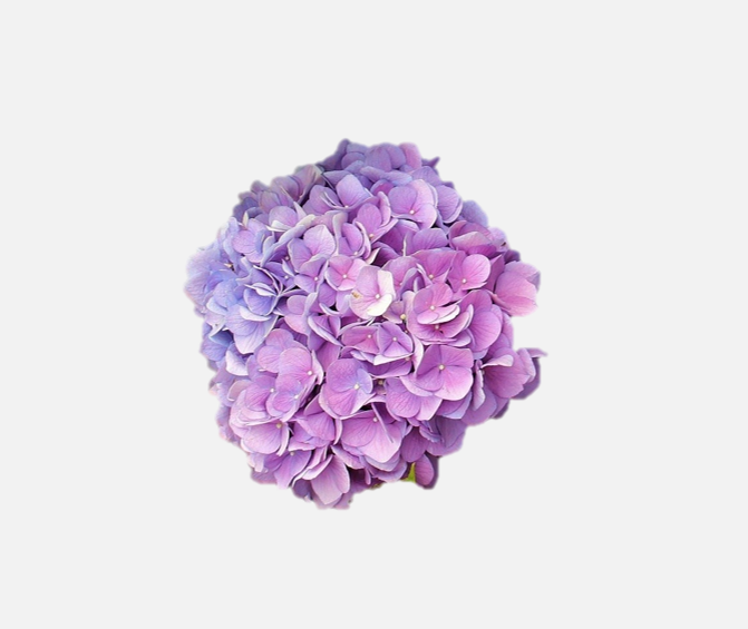 hortensias